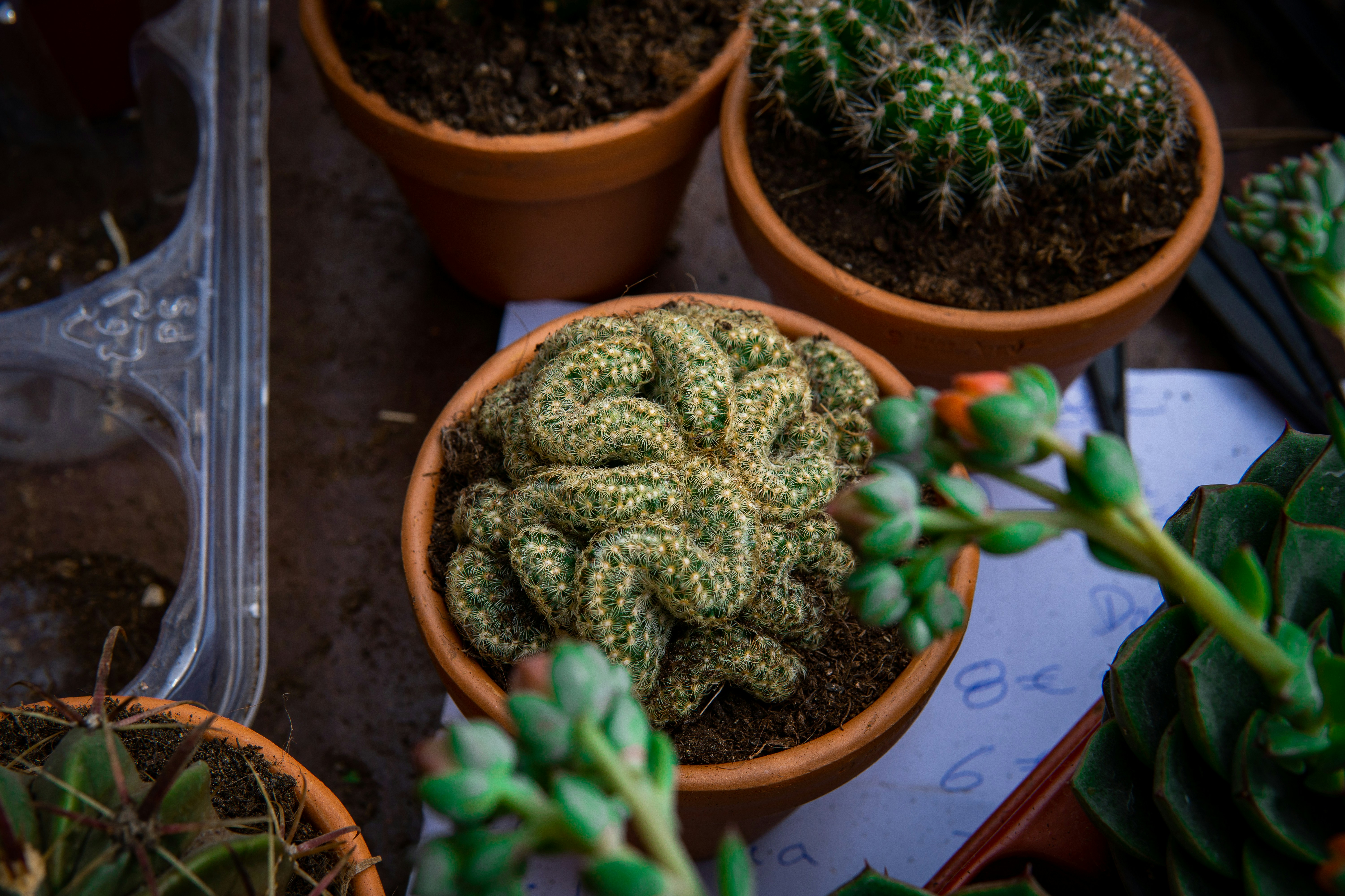 2023 Mushrooms for Gout The Surprising Truth