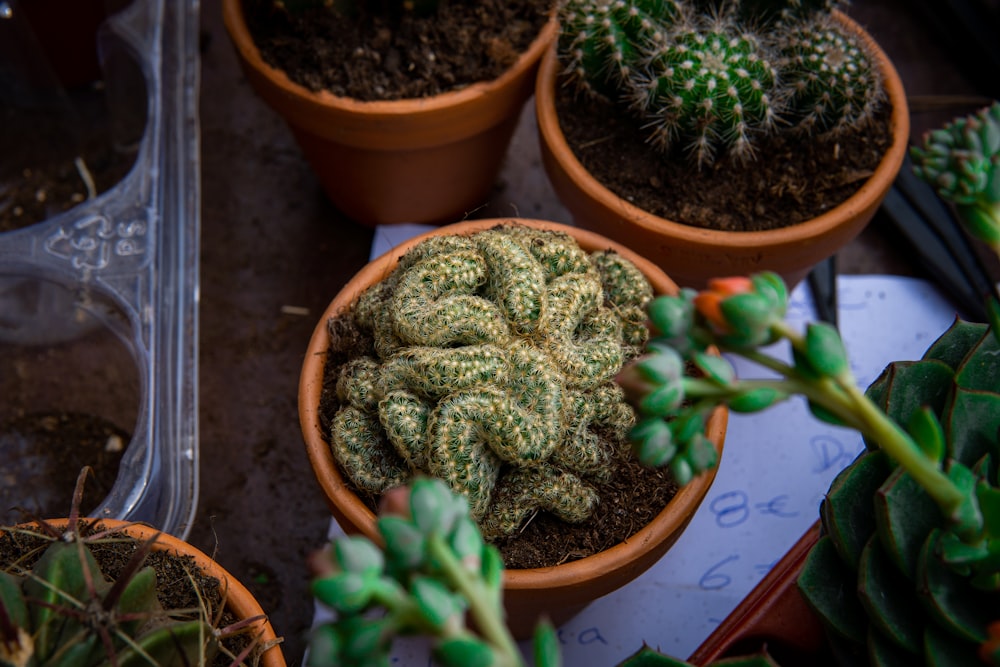 a group of plants in pots