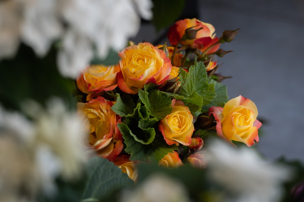 Un grupo de rosas naranjas y amarillas