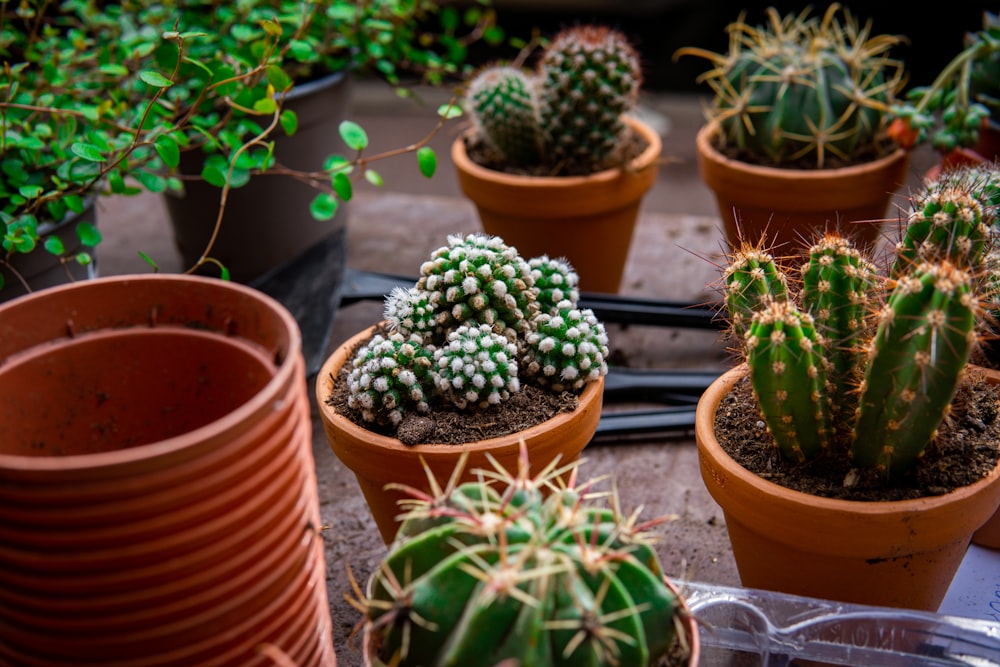 a group of potted plants