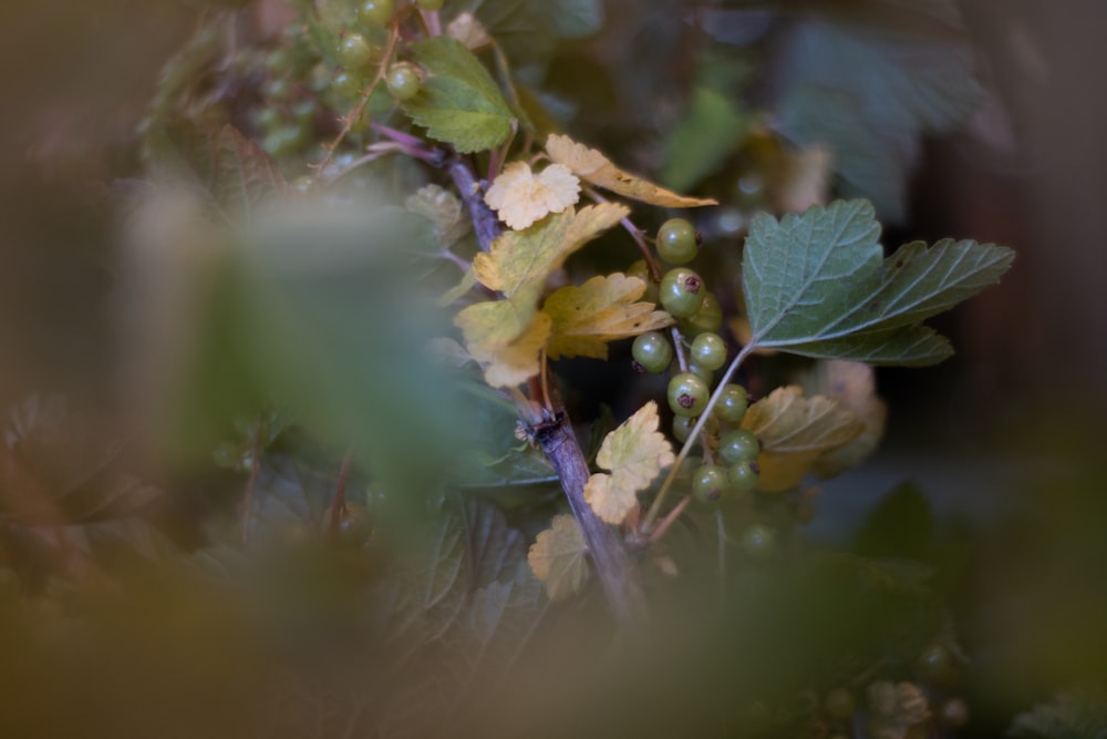 close-up of a plant with berries