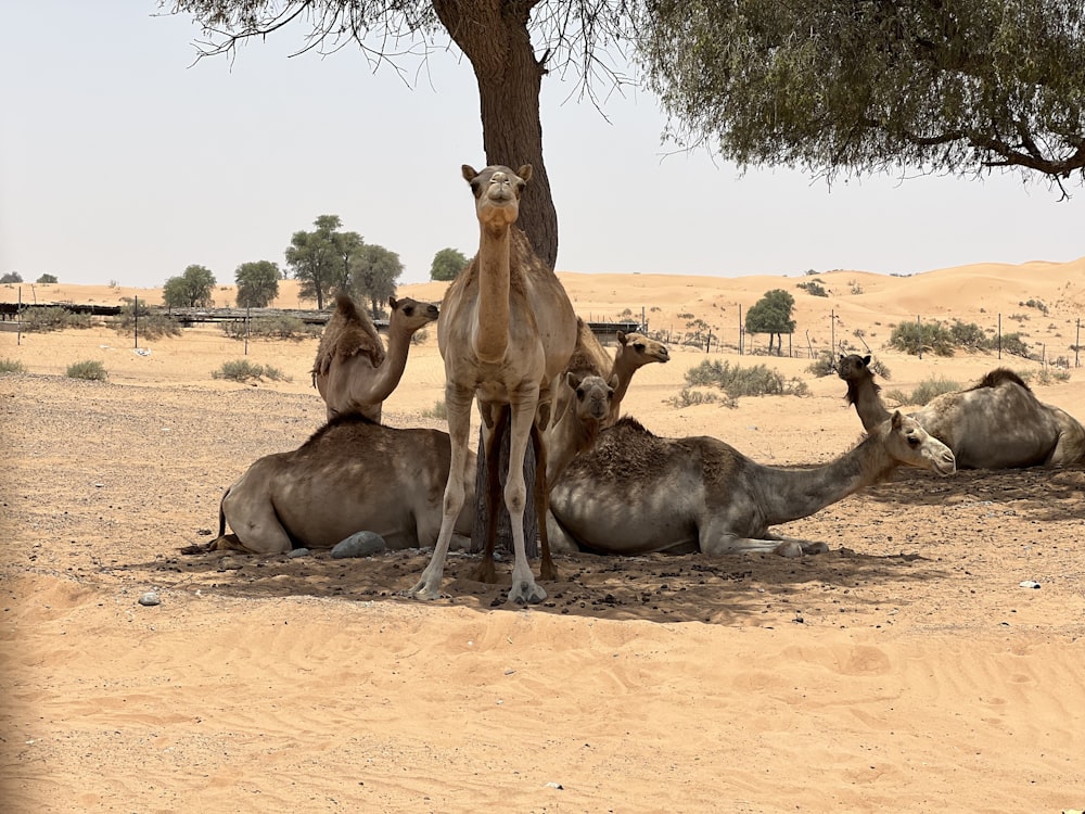 a group of camels sitting under a tree