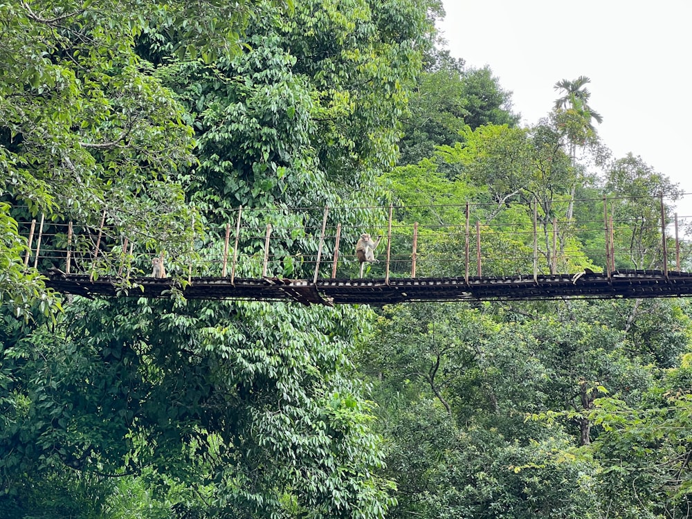 a person riding a train on a bridge