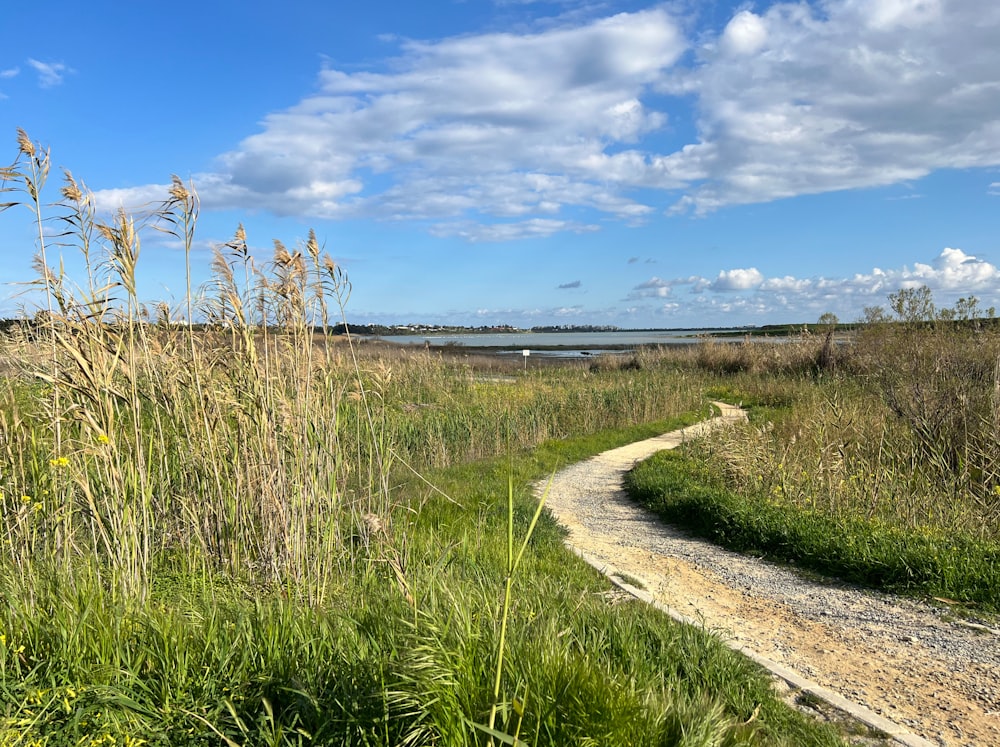 a dirt road through tall grass