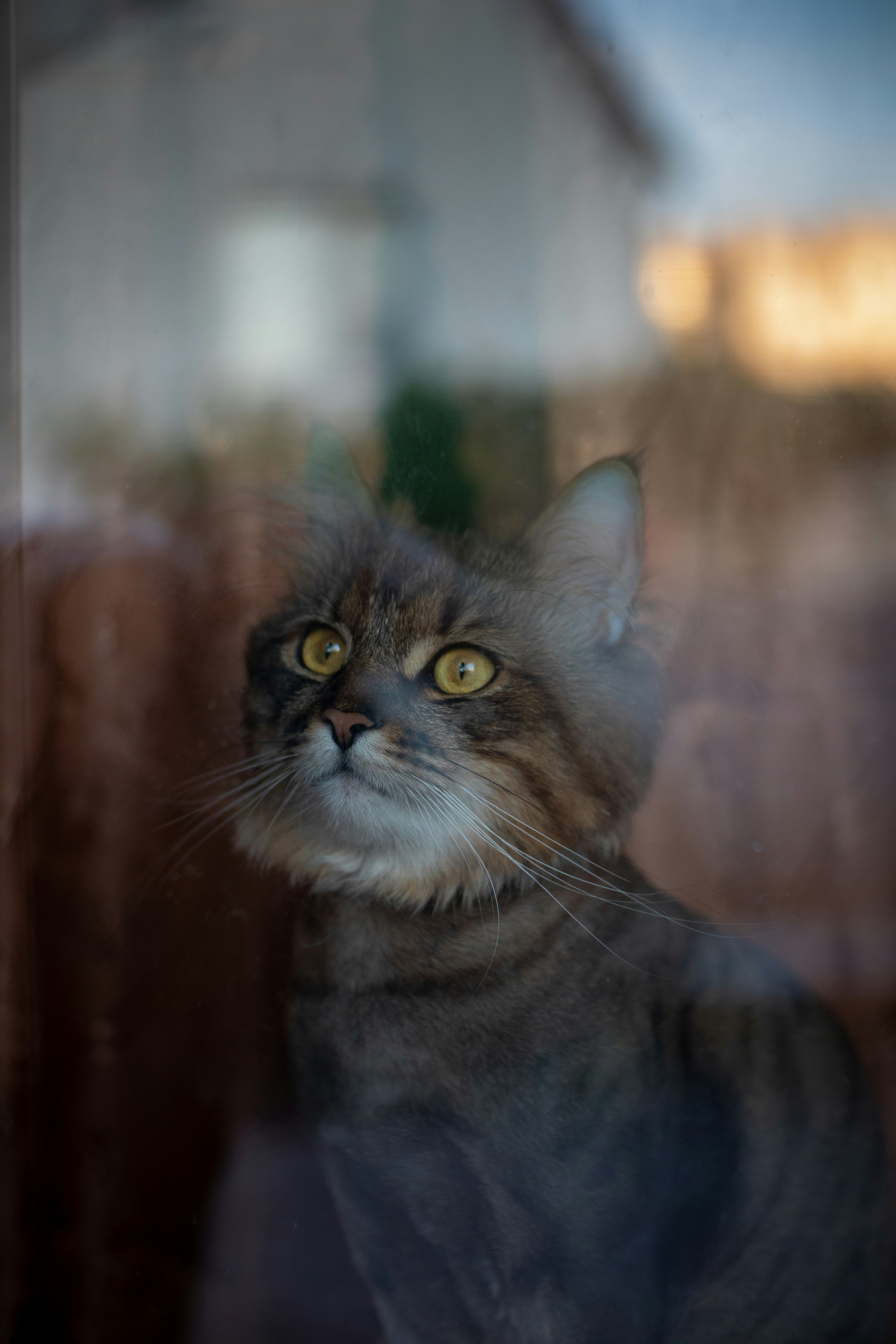 Uncover the Mysteries of the Stunning Turkish Angora - A Journey into the World of Elegance and Grace!