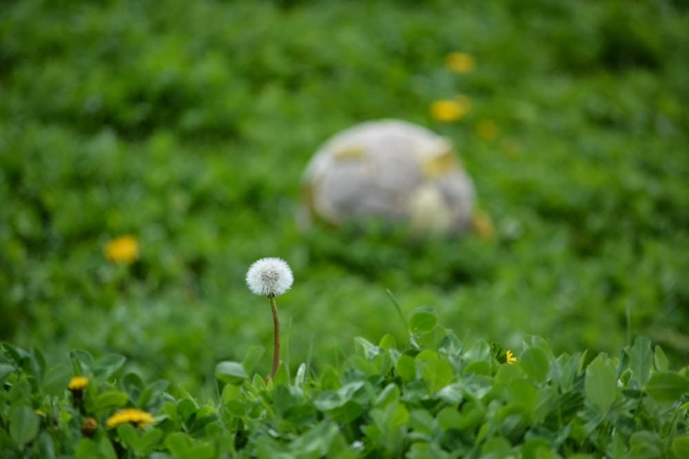a couple of dandelions in a field of grass