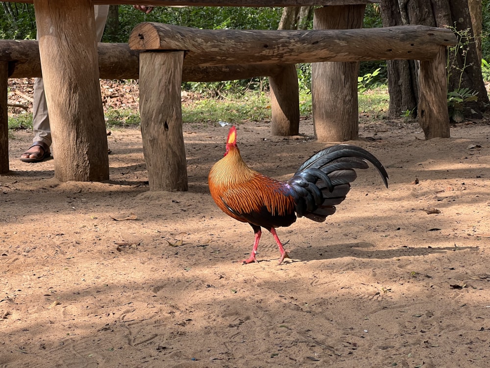 a couple of chickens in a fenced in area