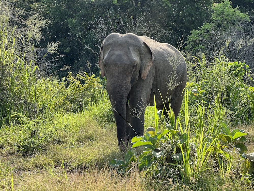 an elephant in the wild