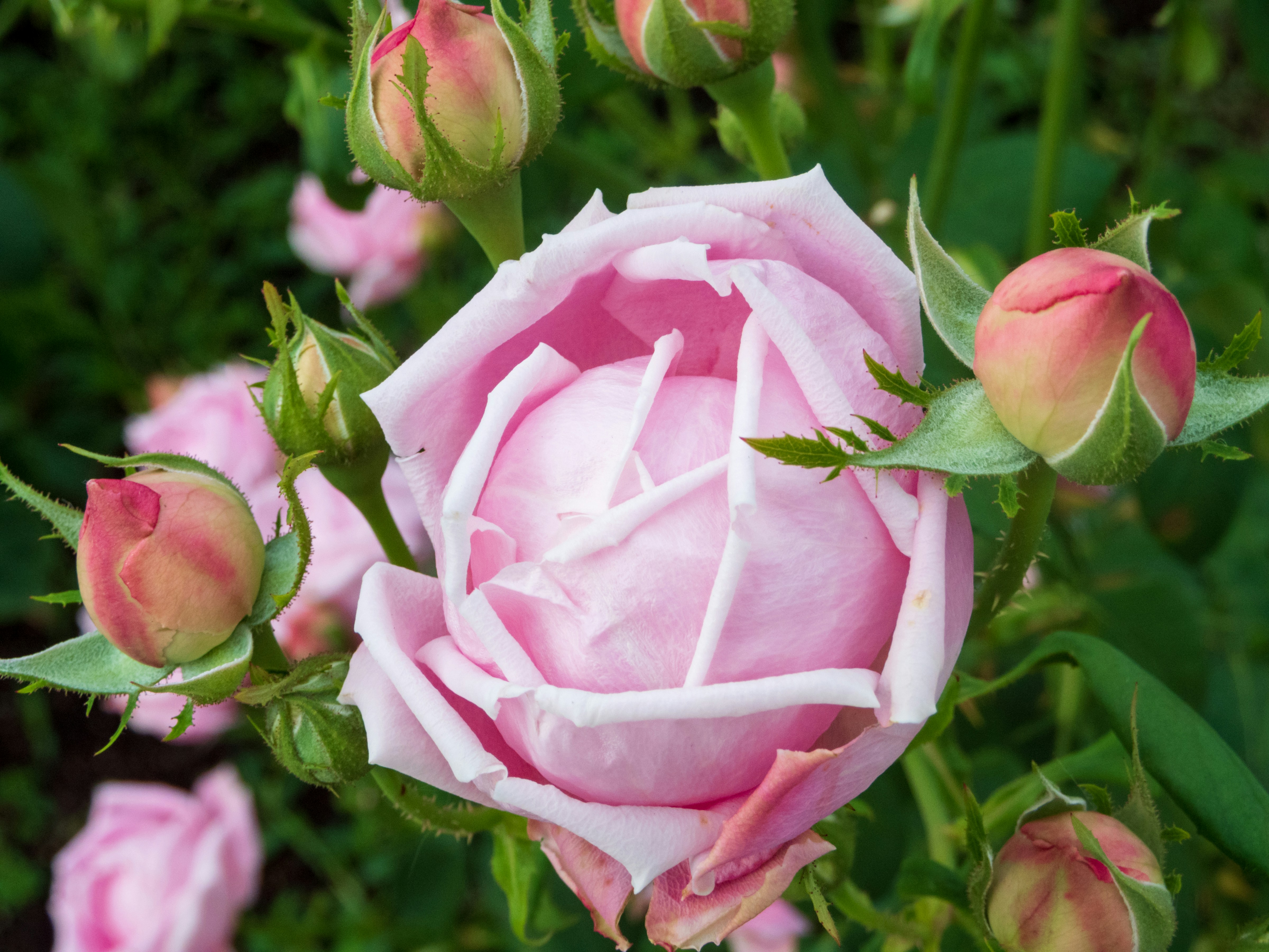 Photo by heppoko_yama