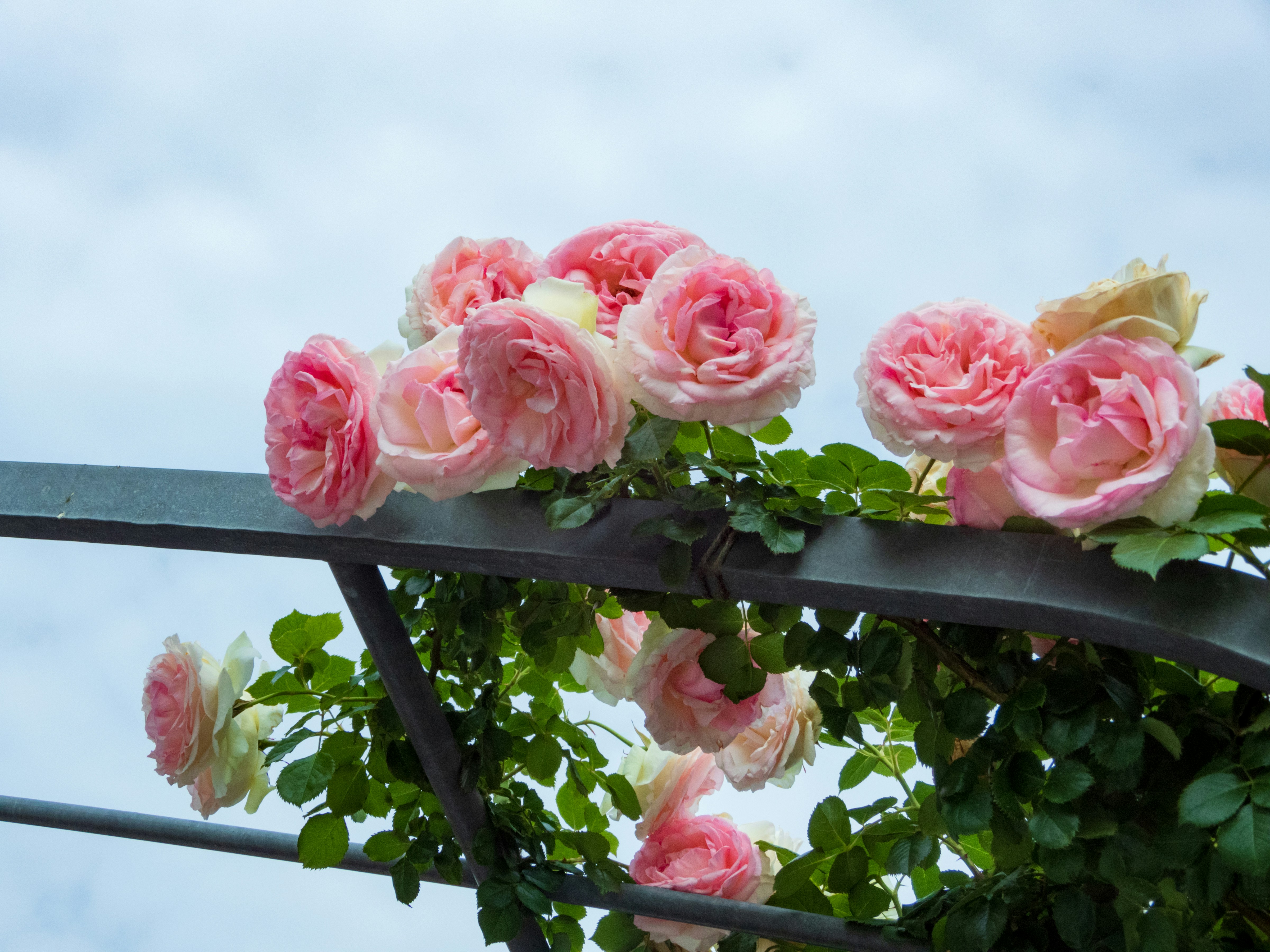 Photo by heppoko_yama