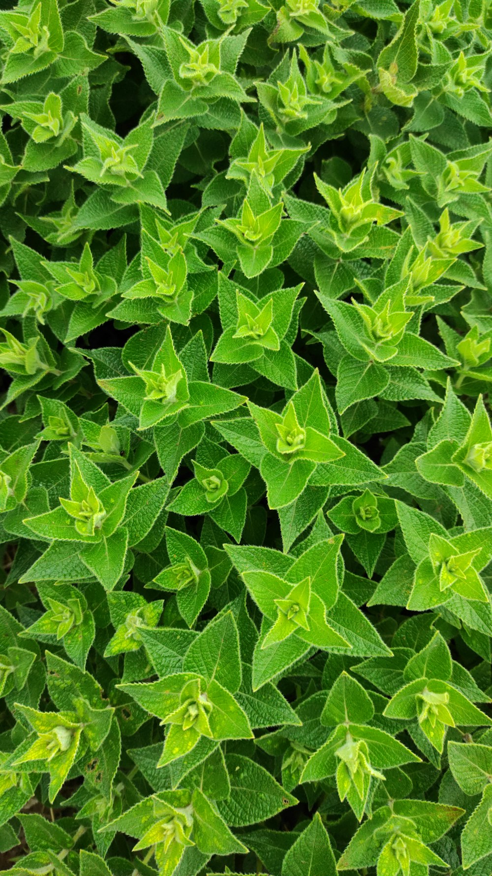 a close up of some leaves