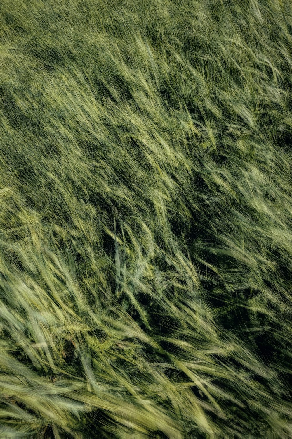 a field of grass