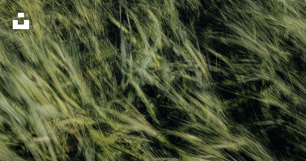Champ Texture Un champ d’herbe photo – Image gratuite de Texture sur Unsplash