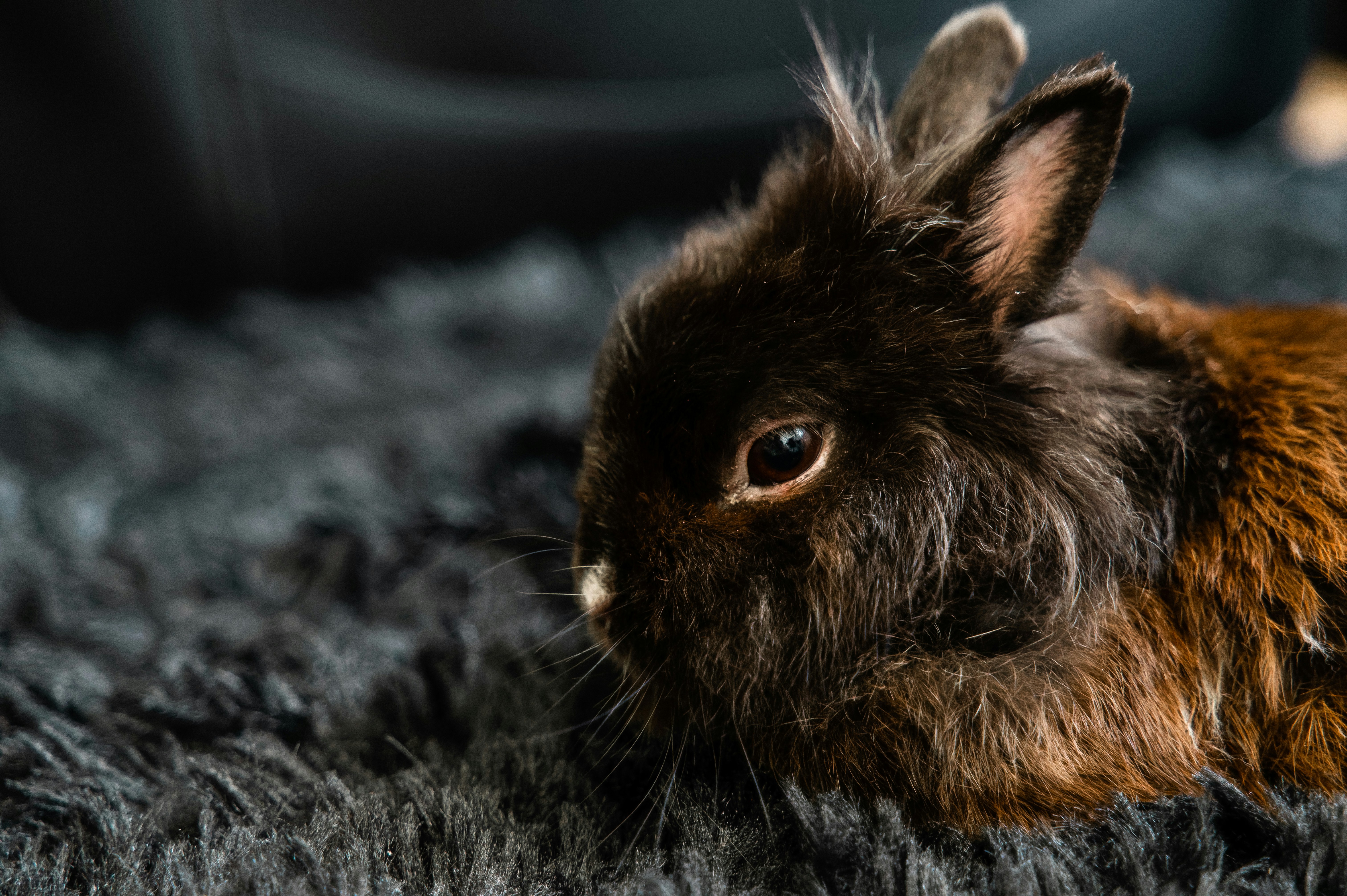 photo 1656500763257 d25a6f38f4fe?ixlib=rb 1.2 - うさぎの幸運のシンボル！？夢占いの意味をチェックしよう！