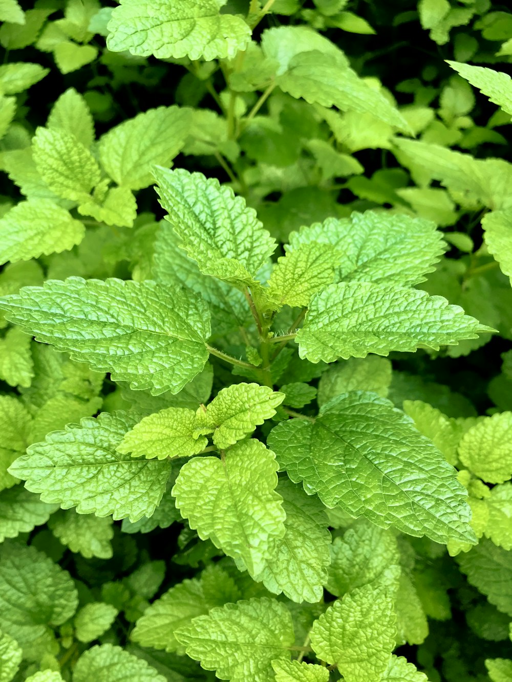 a group of green leaves