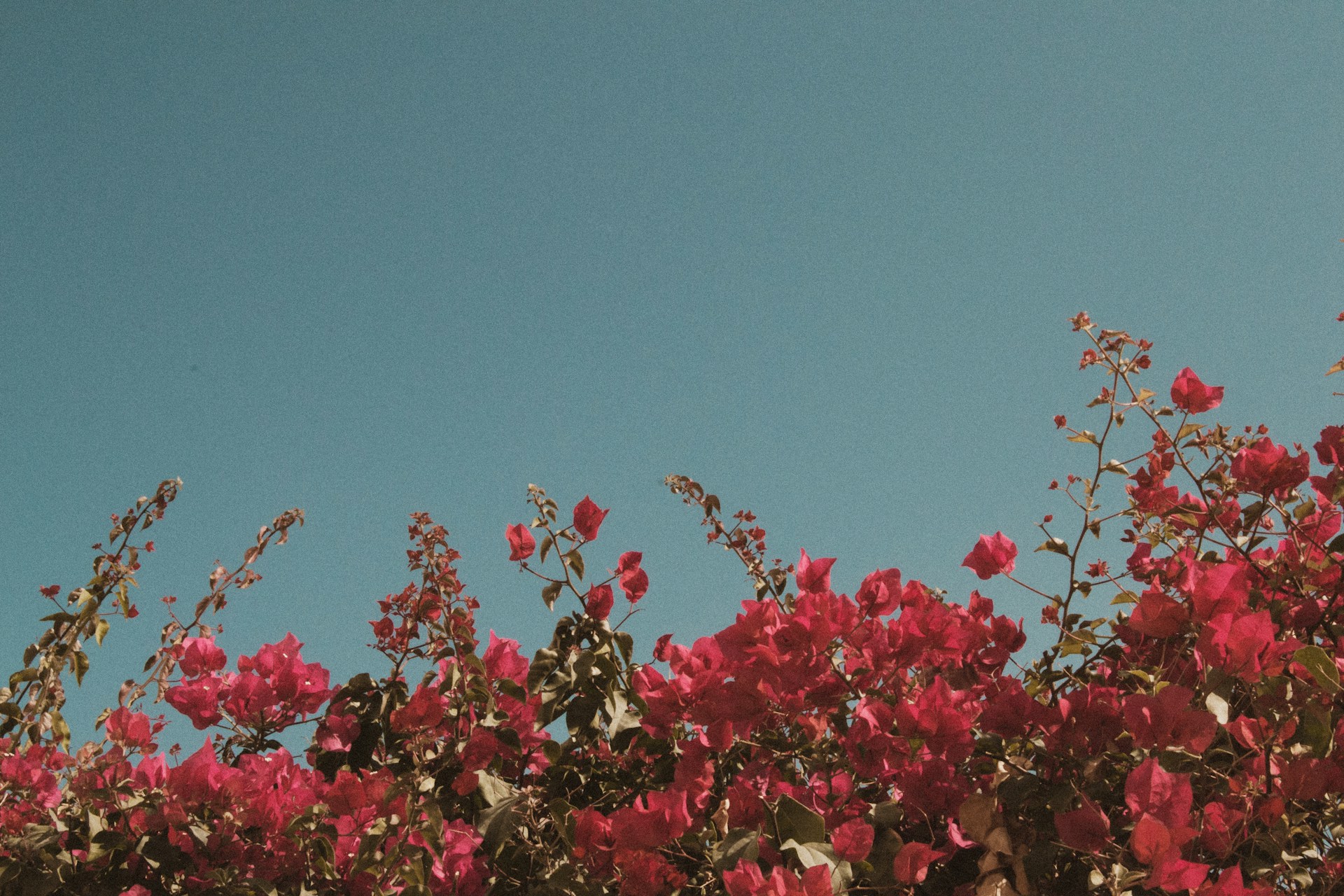 a tree with pink flowers