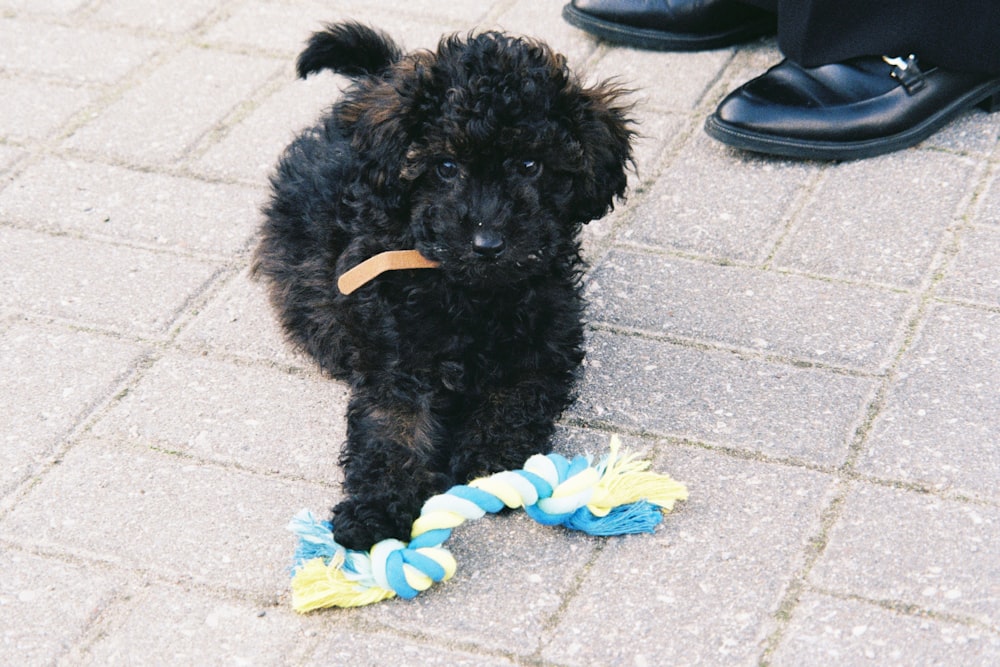 Ein Hund mit einem Spielzeug im Maul