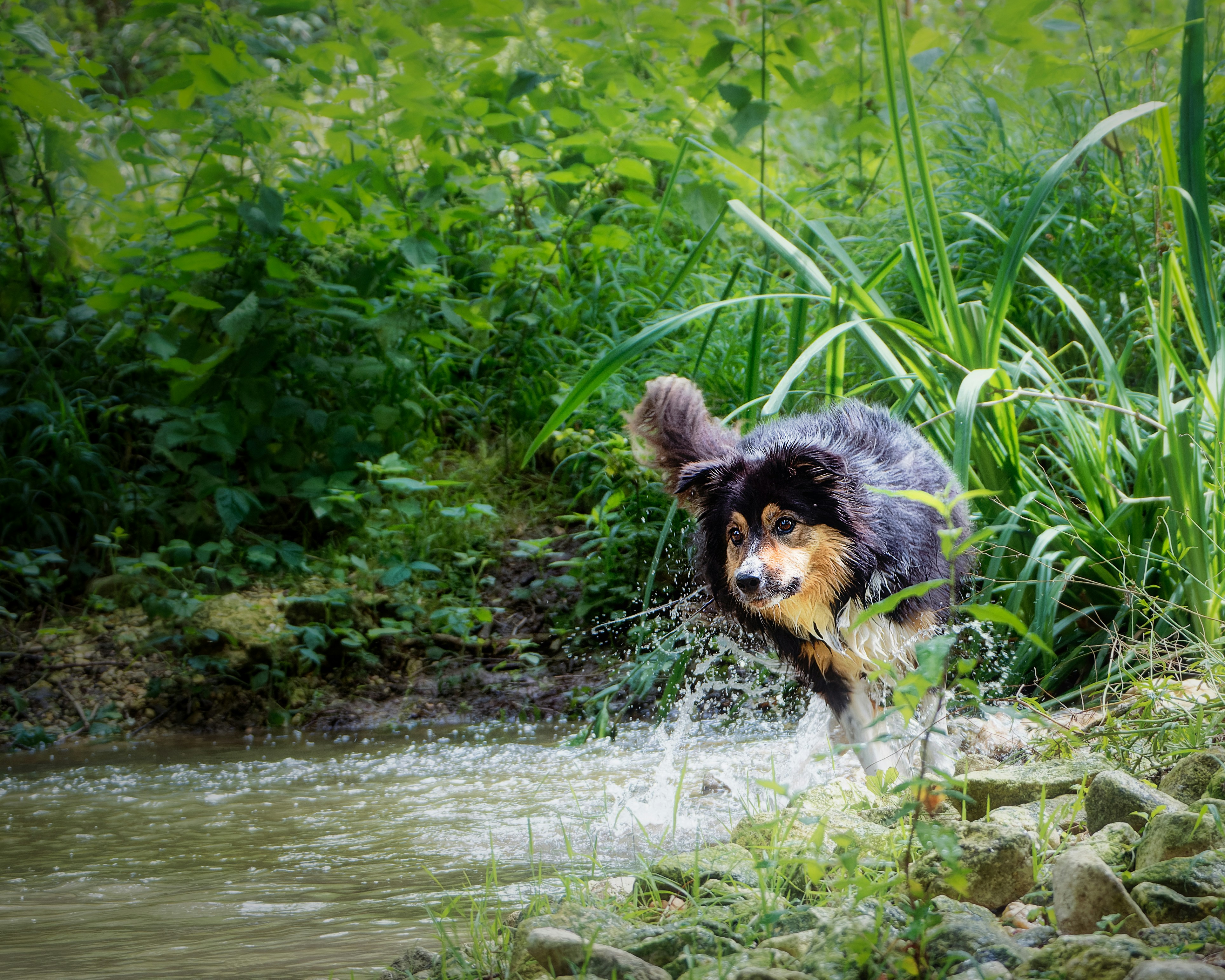 a dog running through a stream
