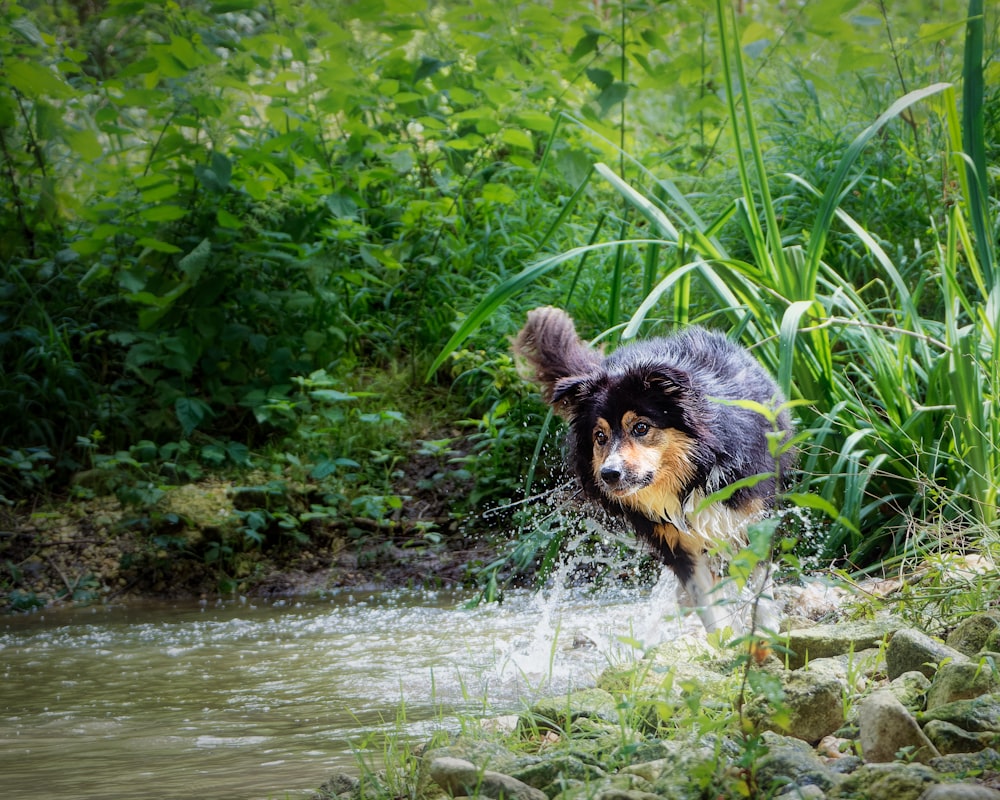 a dog running through a stream