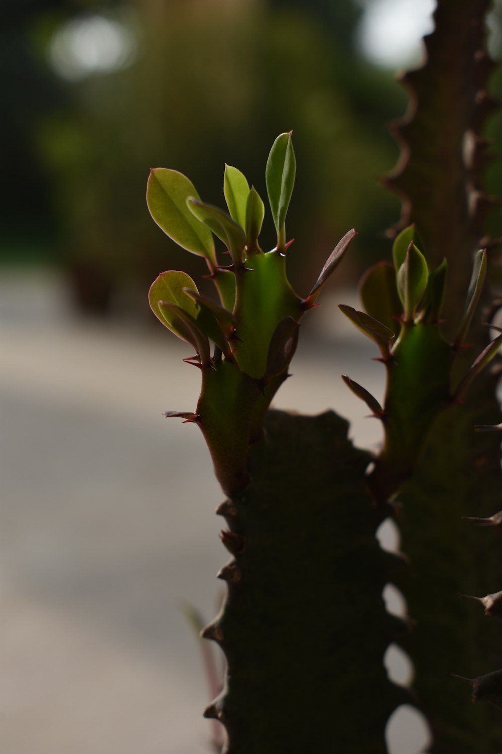 a close up of a plant