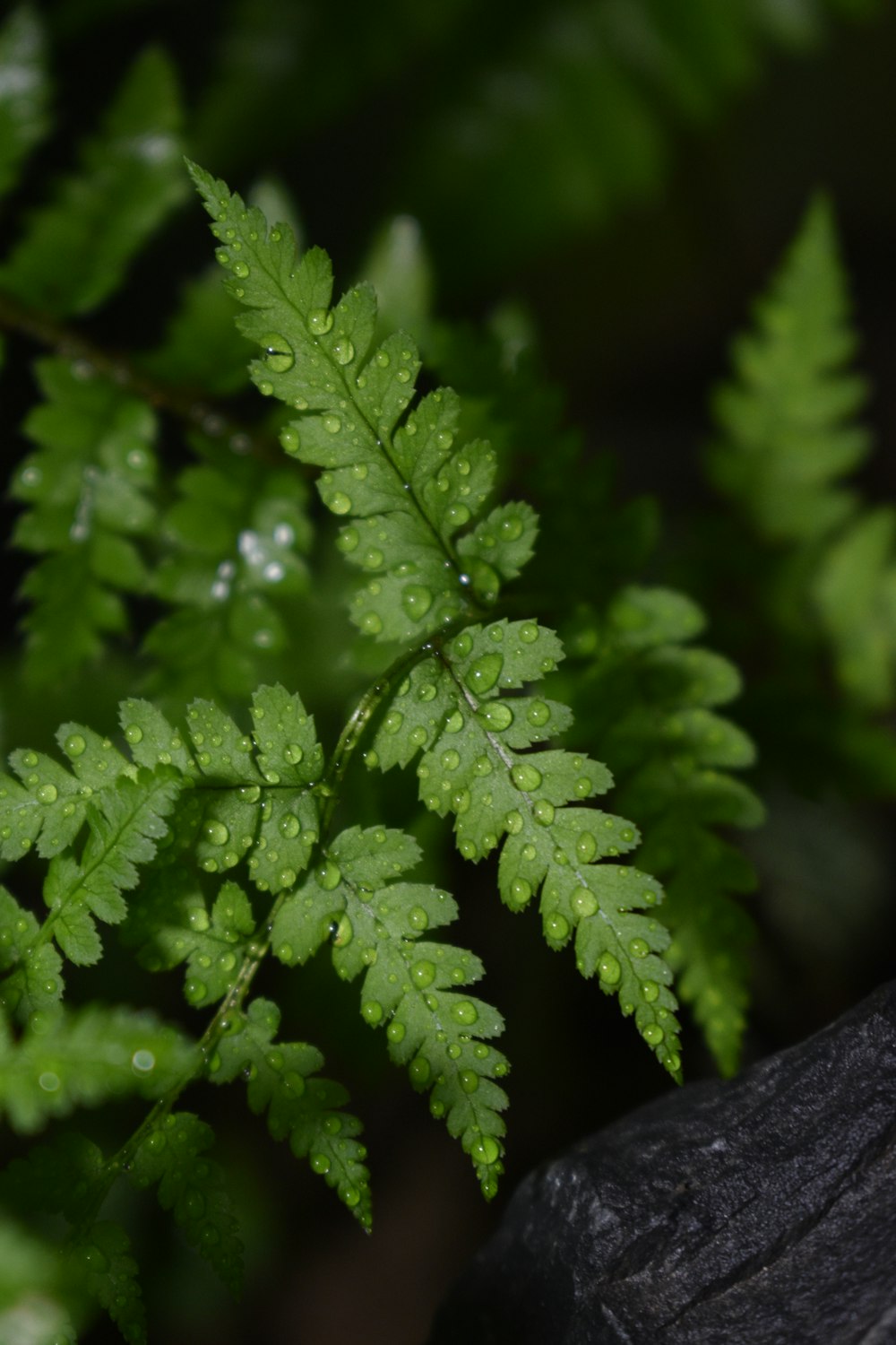 a close up of a plant