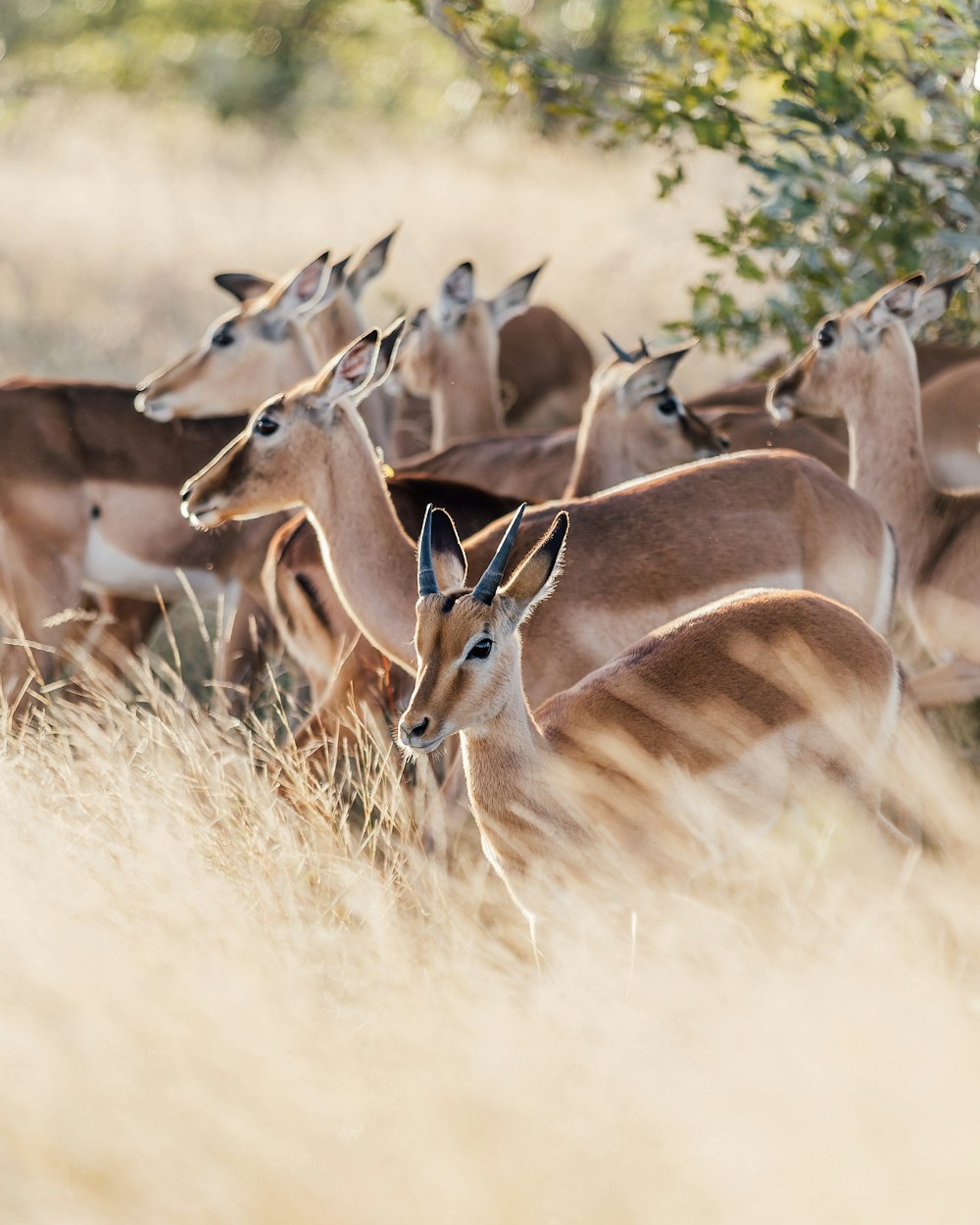 a group of deer in a field