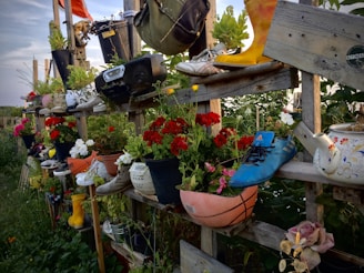 A creative and eclectic garden display consisting of various potted plants arranged on wooden shelves. The pots include unusual containers like shoes, boots, a basketball, and a teapot. Bright red and white flowers provide vibrant contrast against the greenery, and there are various other items like an old radio and bucket contributing to the quirky aesthetic.