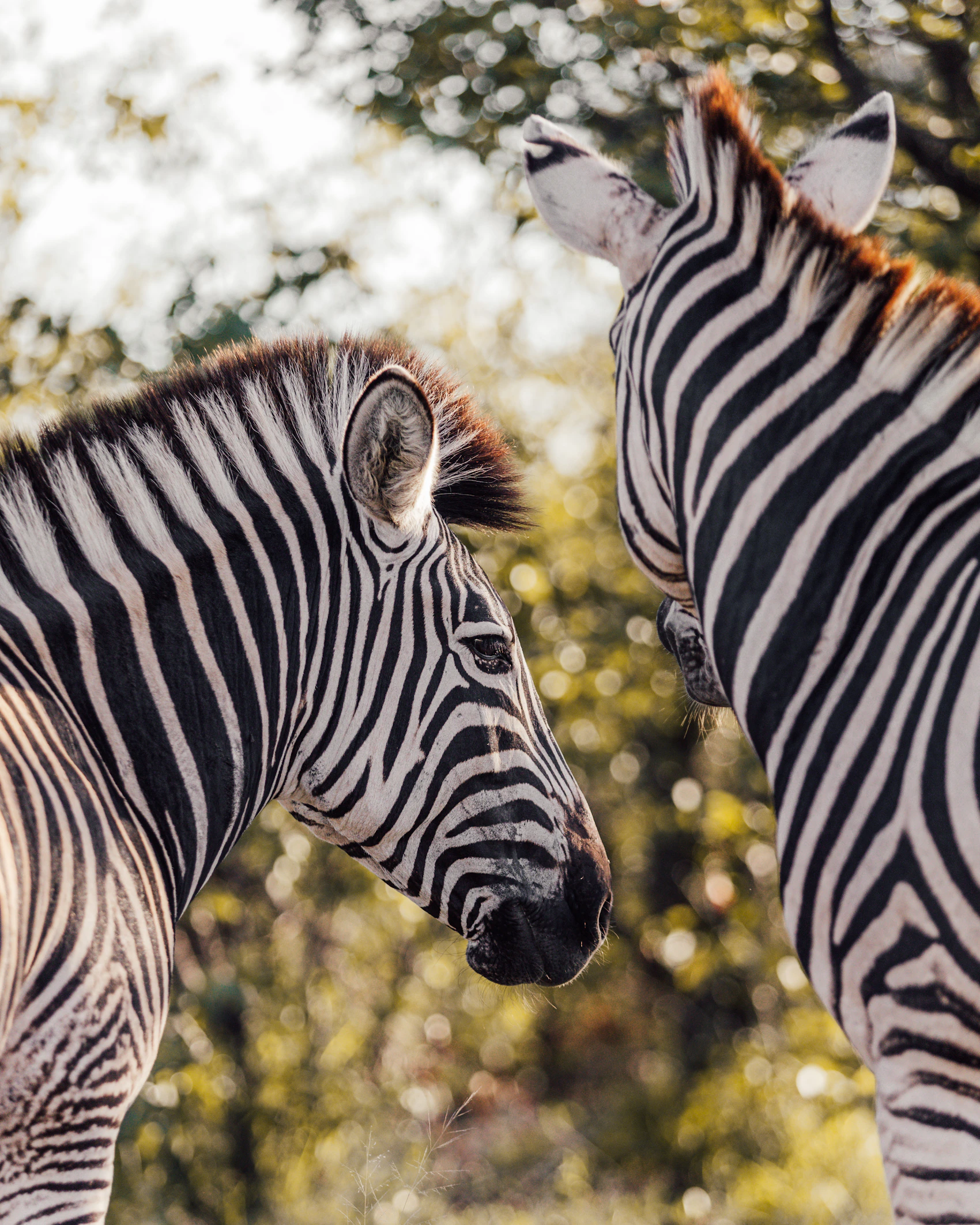 Two zebras standing together in Kruger National Park