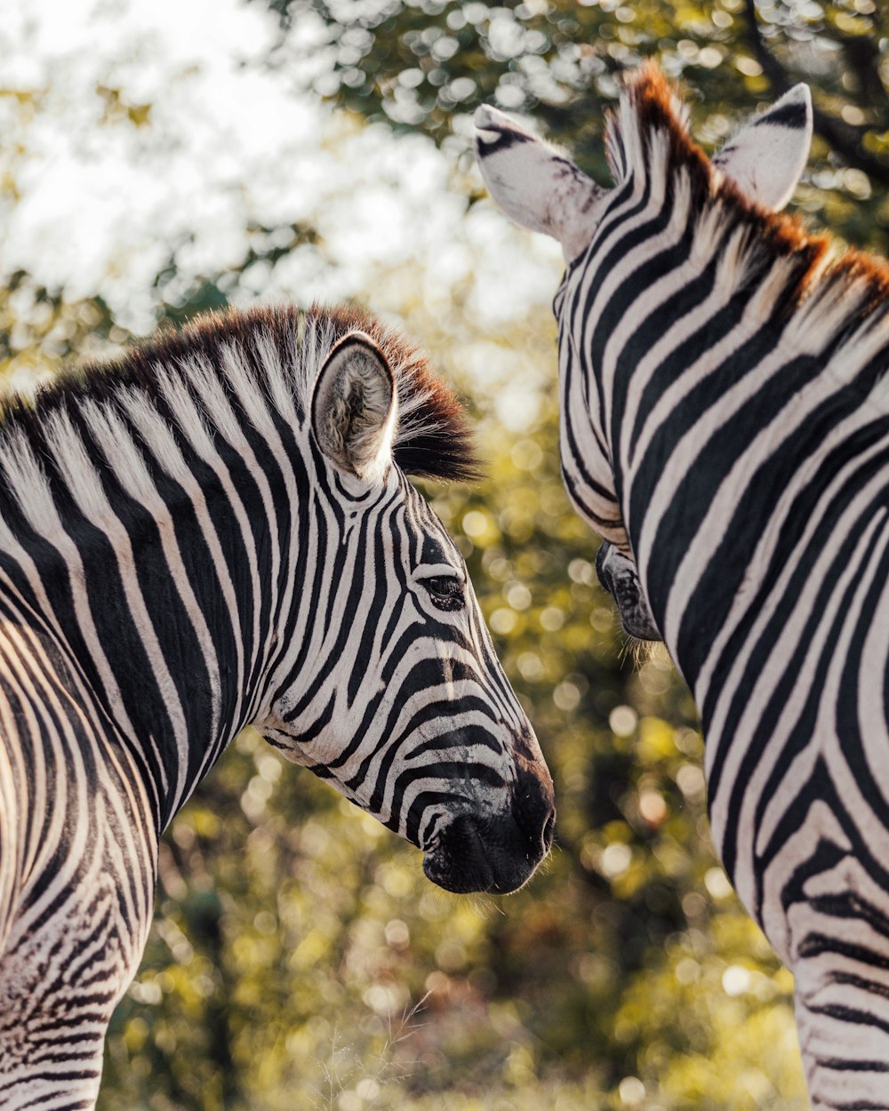 a couple of zebras stand near each other