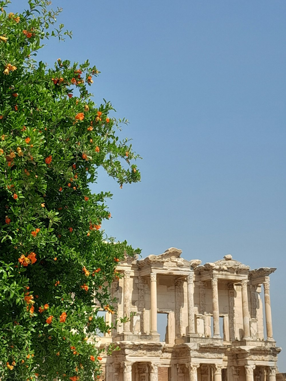 a tree in front of a building