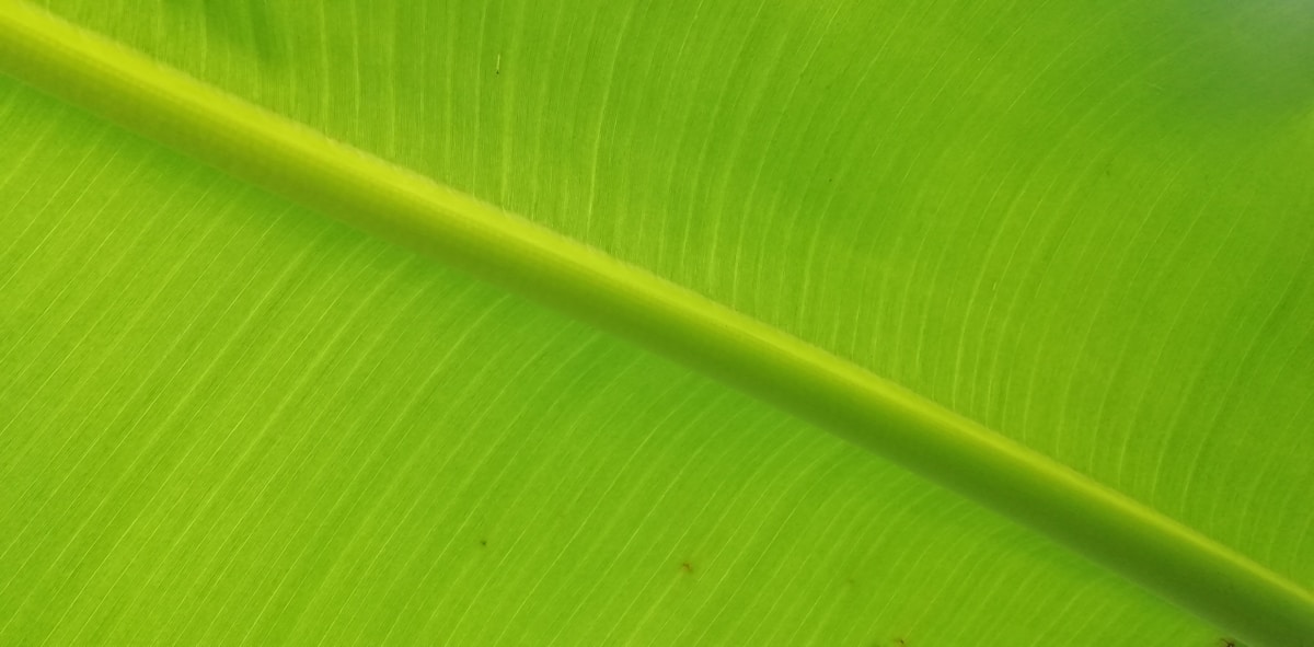 a close up of a leaf