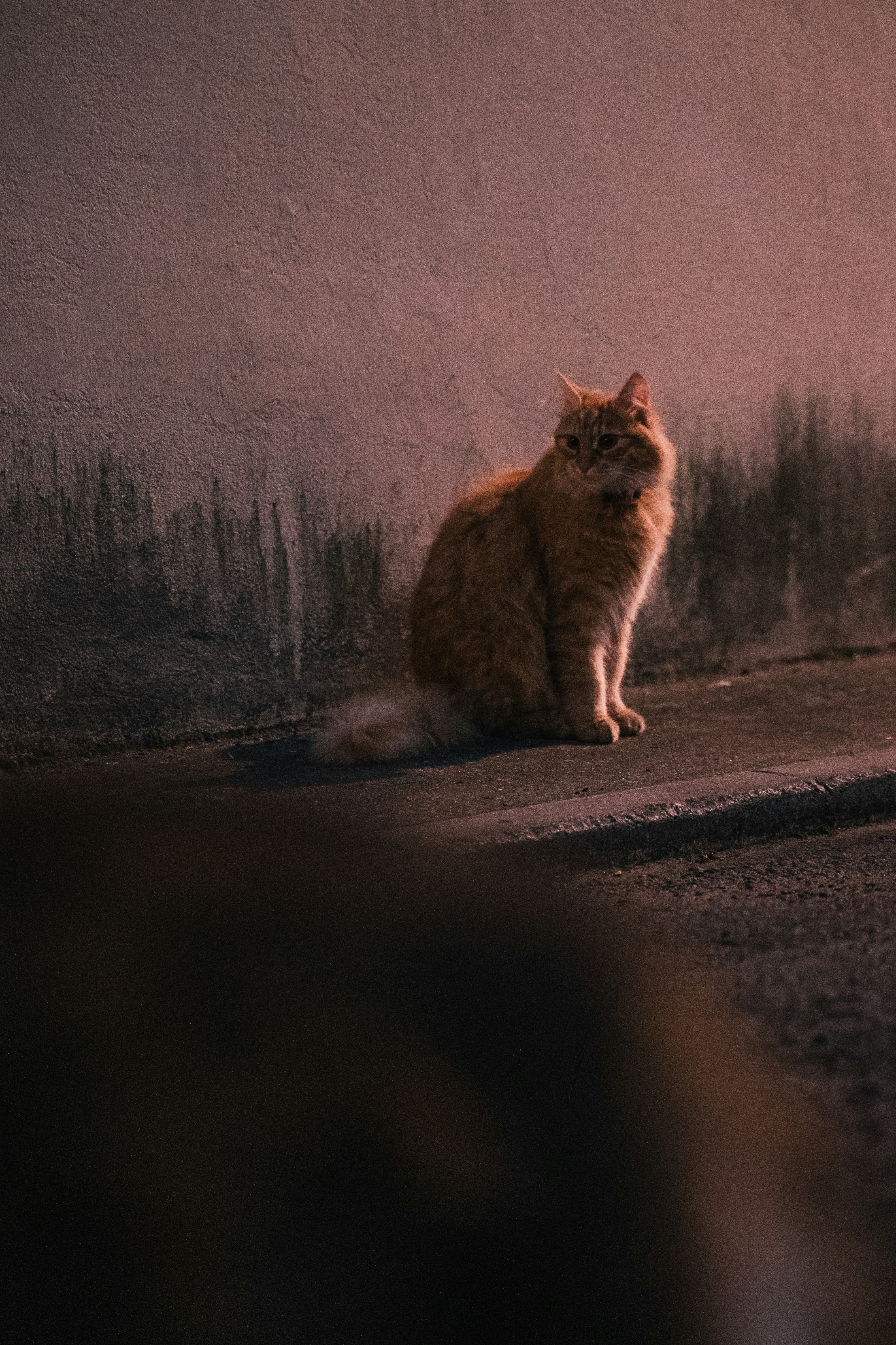 The Whisper of the Night (image credits: unsplash)