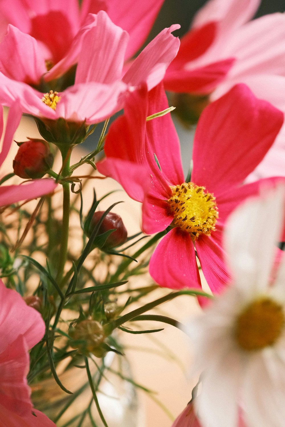 a group of pink flowers