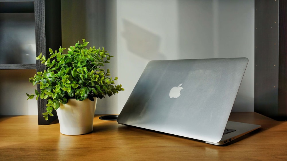 a laptop and potted plants