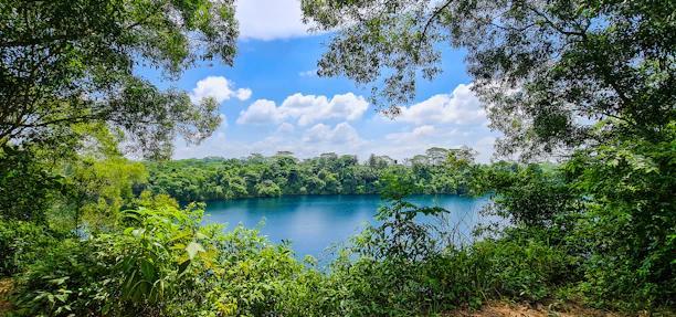 a body of water surrounded by trees