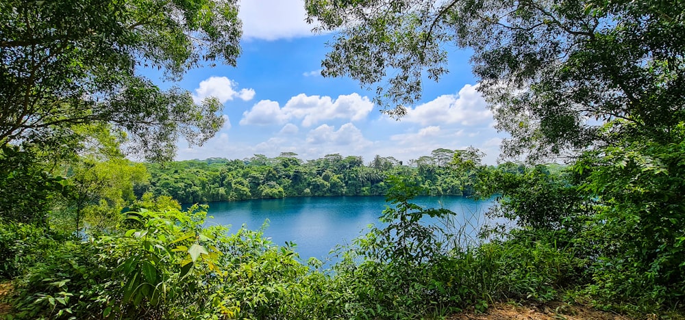 a body of water surrounded by trees