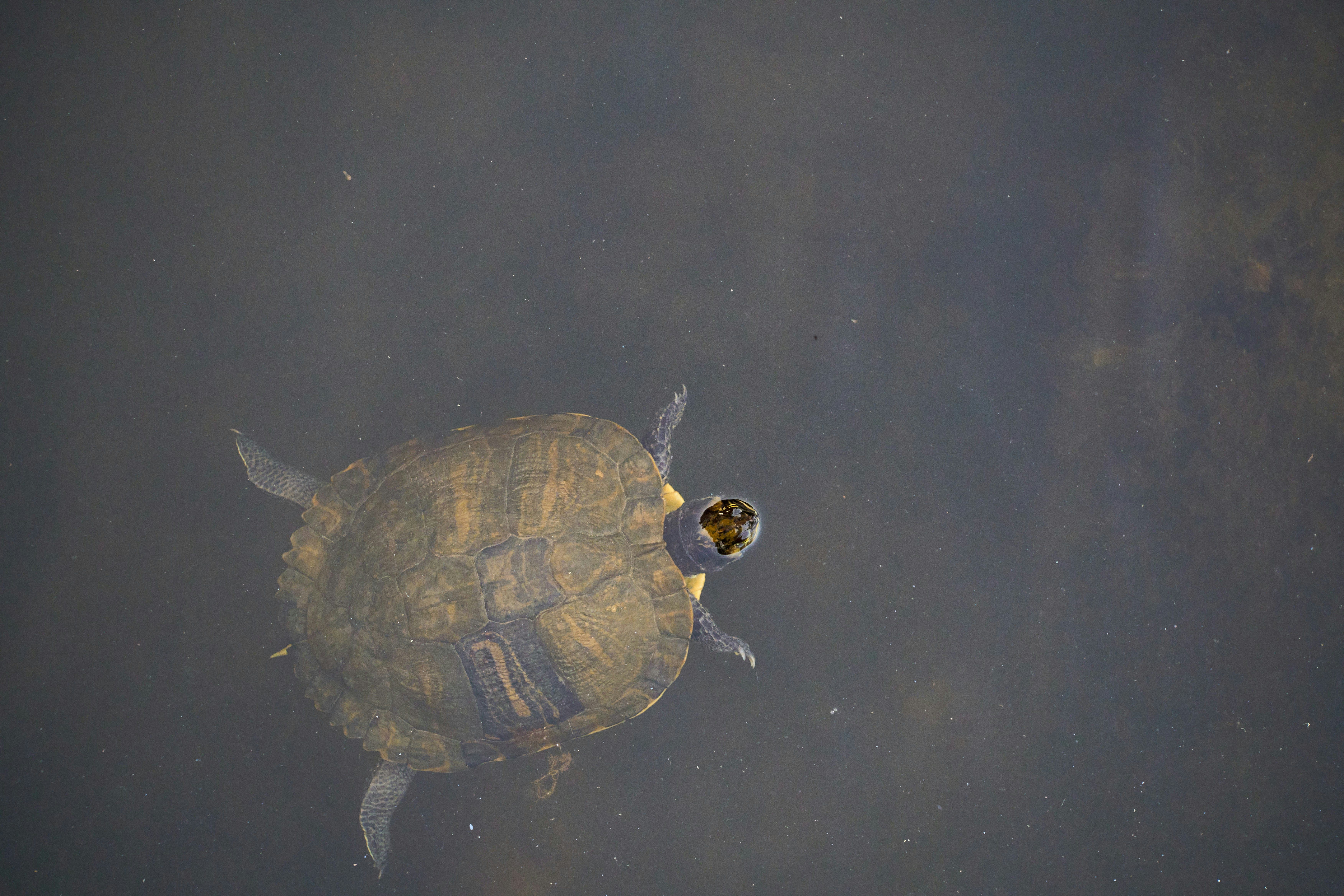 Photo by wolfgang_hasselmann