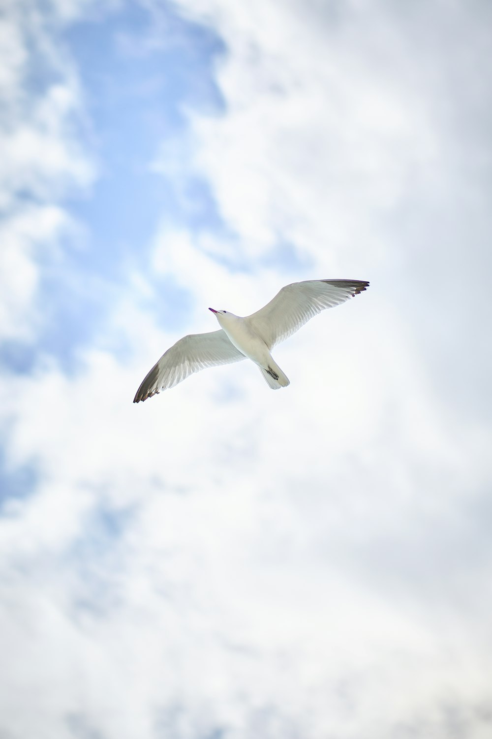 a bird flying in the sky