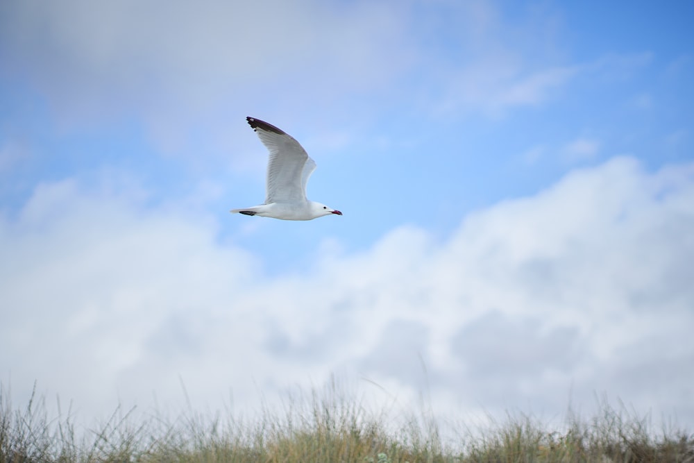 a bird flying in the sky