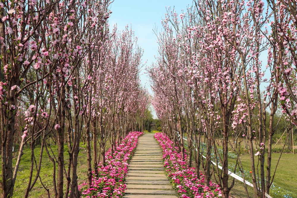 a path through a park with trees