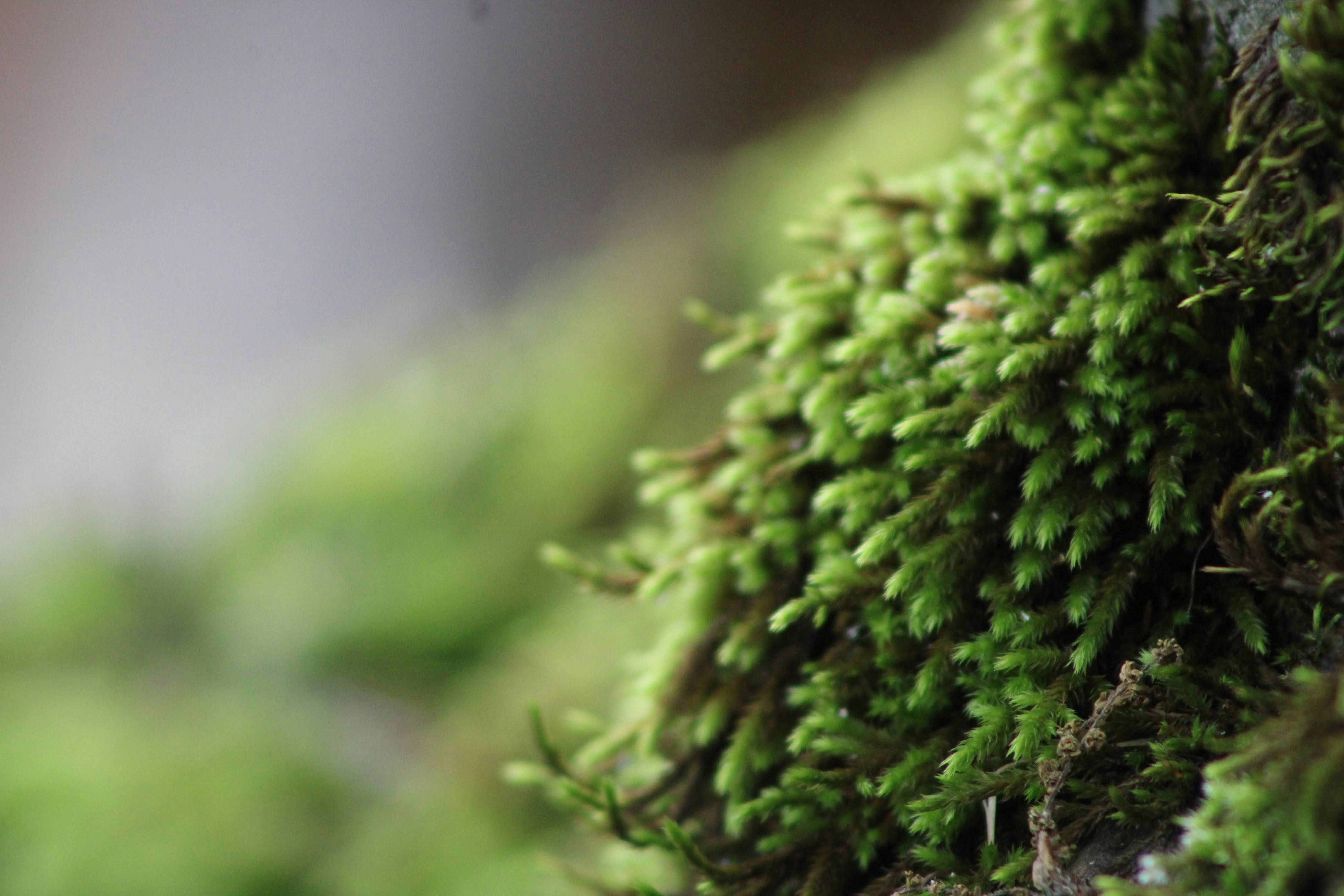 Photo by custosvitae28