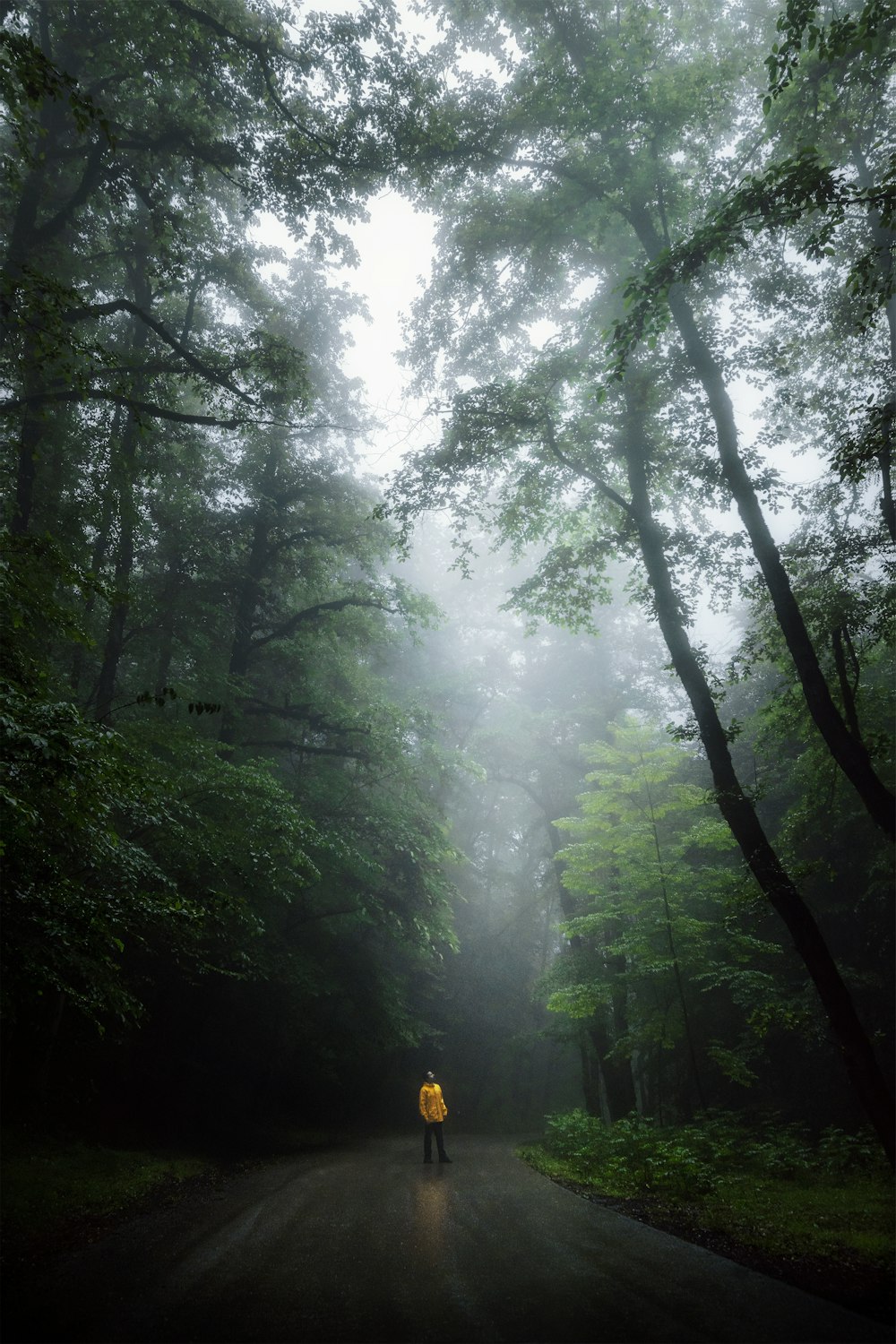 a person walking on a path in a forest