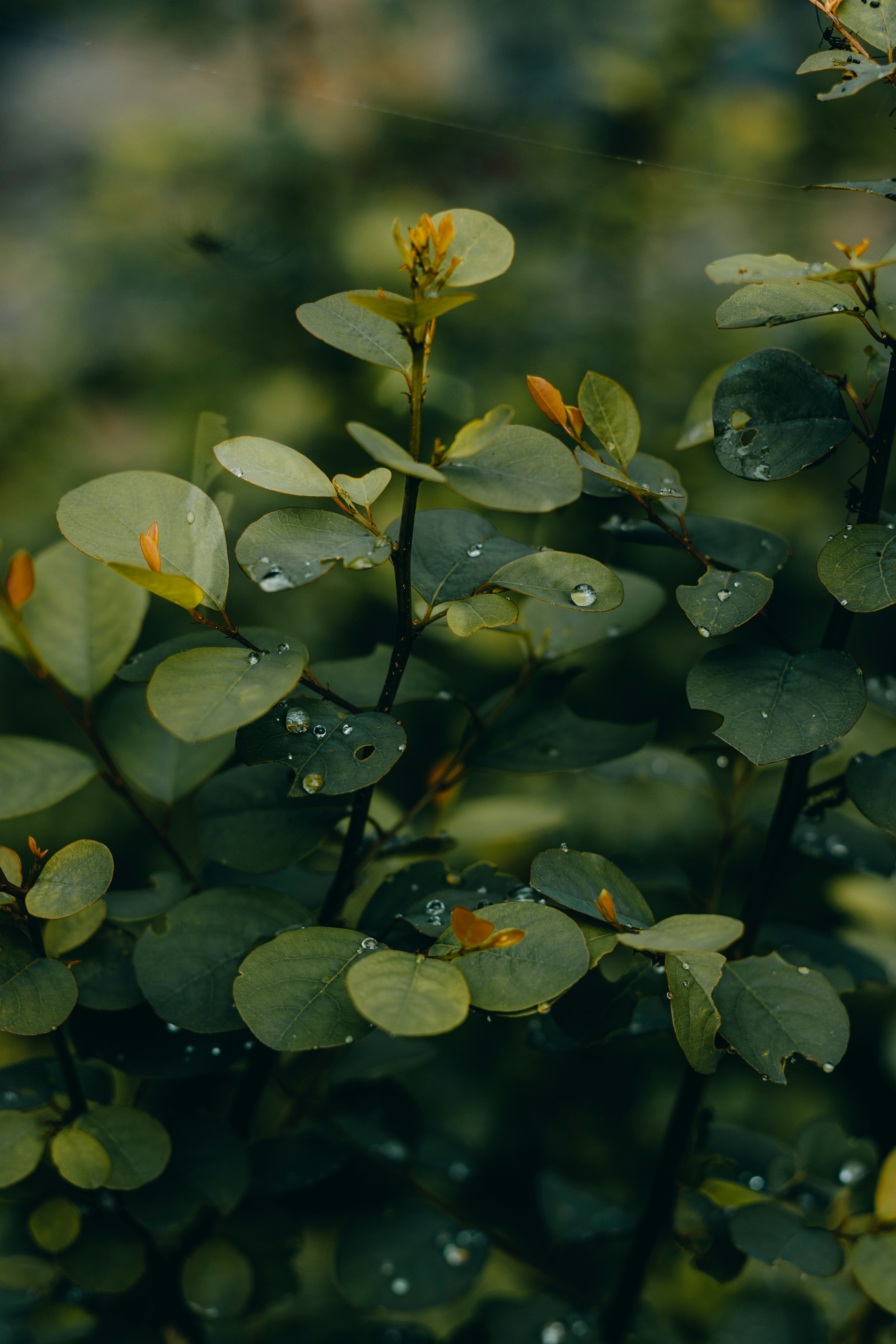 Photo by dhilipantony