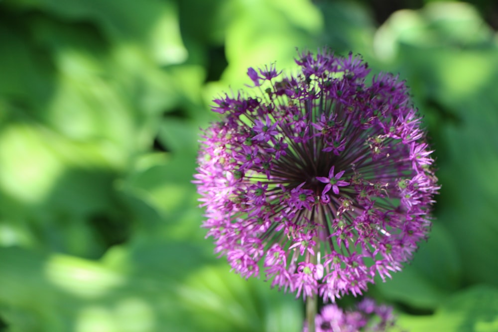 a close up of a purple flower