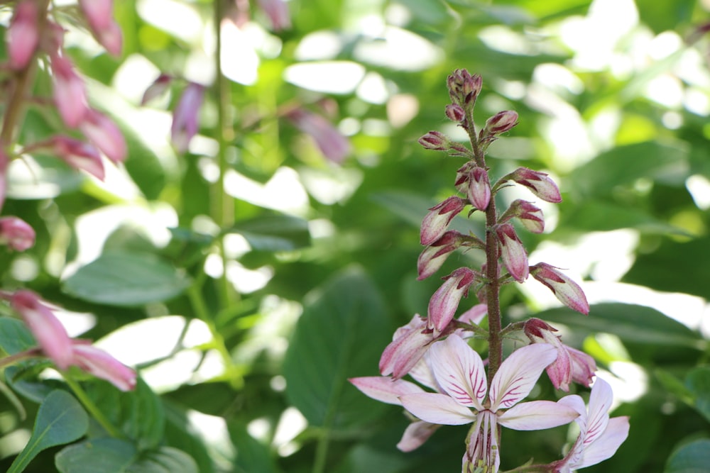 a close up of a flower