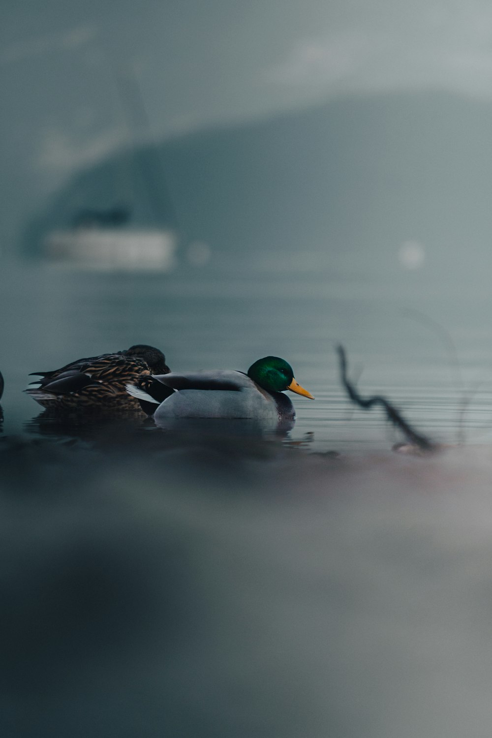 a couple of ducks swimming in water