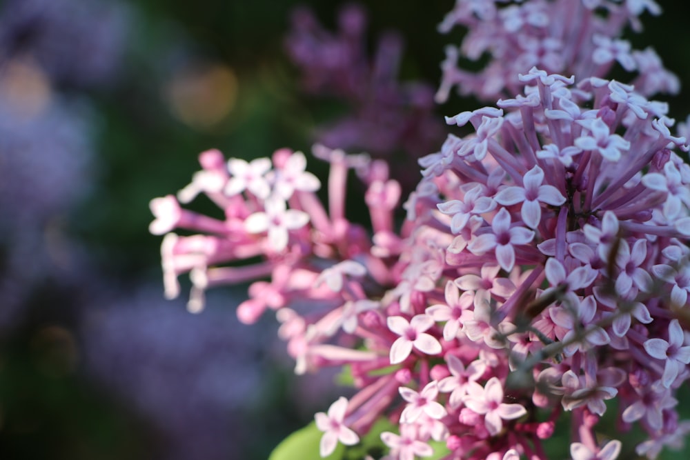 close up of a flower