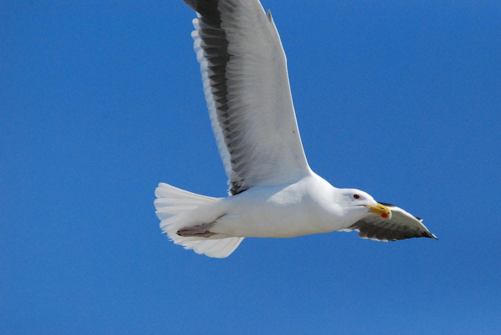 a seagull flying in the sky