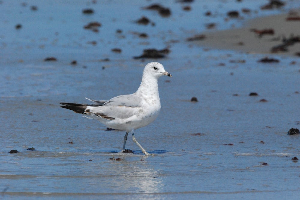 a bird walking on the beach