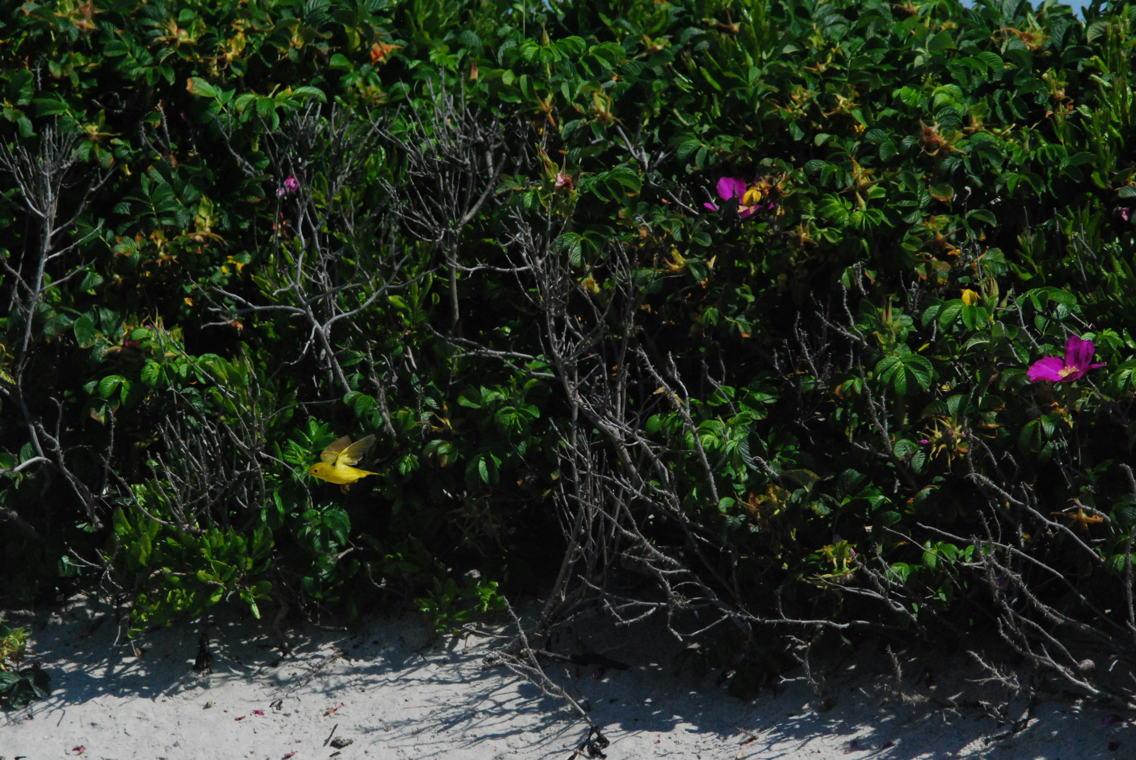 Luke Littler - Młoda gwiazda darta